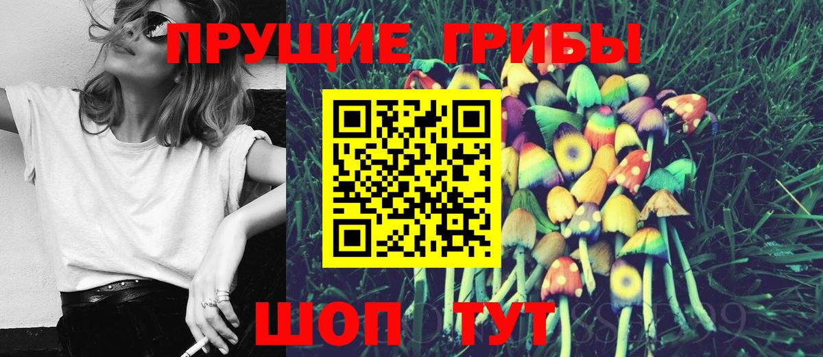 Псилоцибиновые грибы Cubensis  Курчалой  Галлюциногенные грибы мицелий 