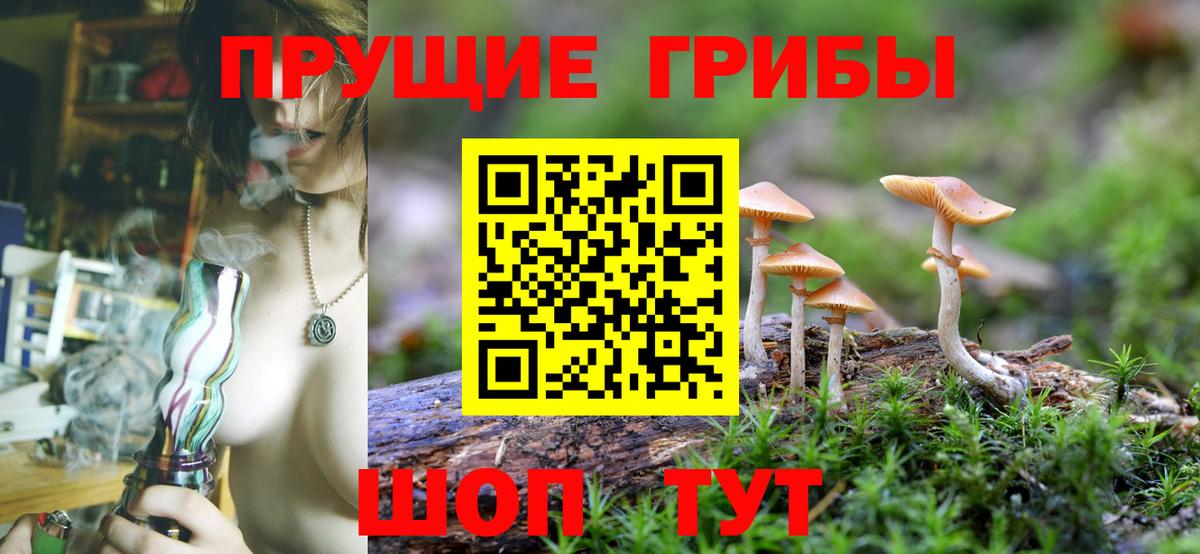 Курчалой  Галлюциногенные грибы Psilocybe  Вход с VPN 